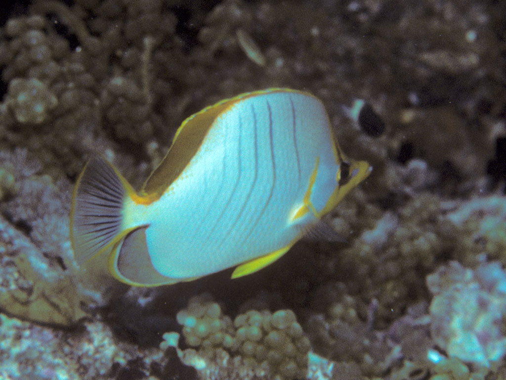 Chaetodon xanthocephalus (Pesce farfalla dalla testa gialla)